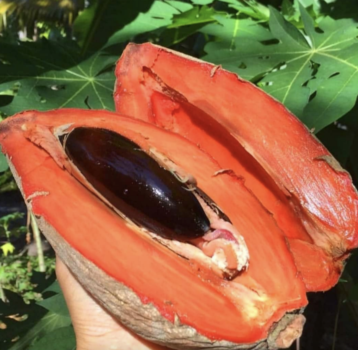 Sapote gyümölcs